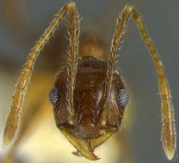 Media type: image; Entomology 32140   Aspect: head frontal view 3